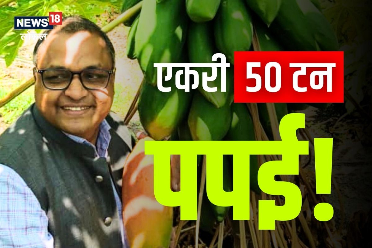 'तो' उपाय अन् शेतात चित्रच बदललं,एका एकरात घेतलं पपईचं 50 टन उत्पादन, Video