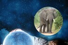 स्वप्नात प्राणी दिसण्याचा काय आहे अर्थ, कसे मिळतात धनलाभाचे संकेत
