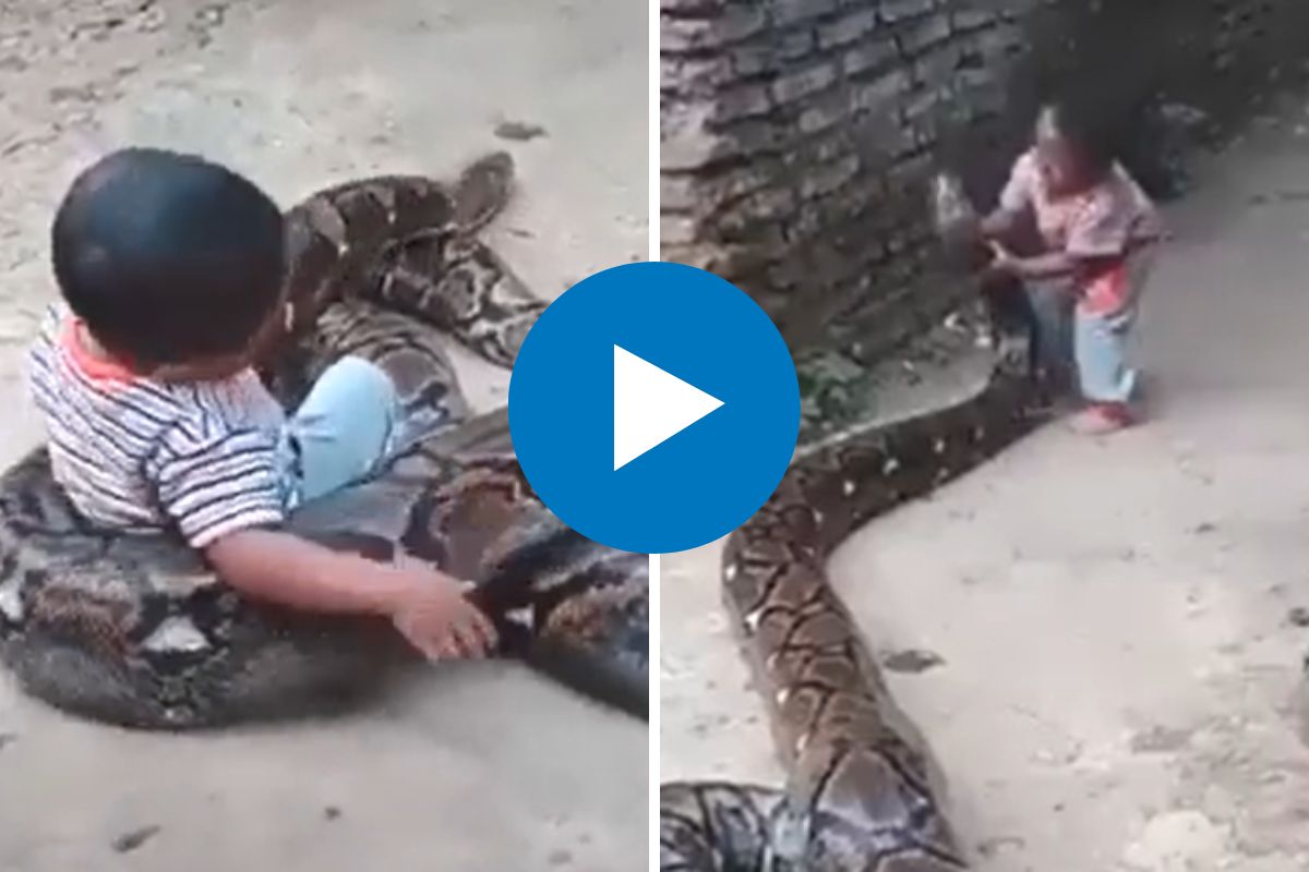 महाकाय अजगरासोबत खेळताना मुलगा