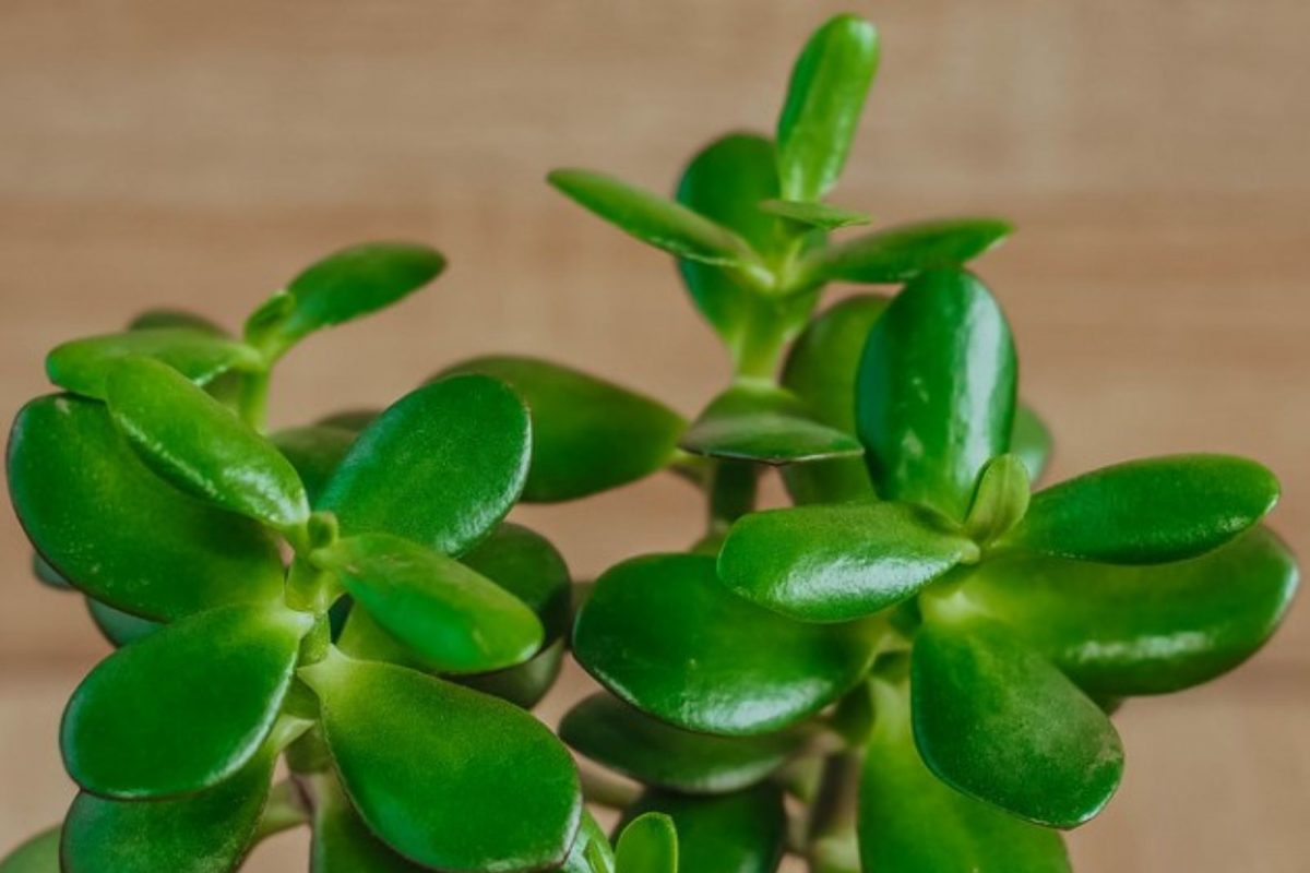 धनदेवता कुबेराला प्रसन्न करायचे असेल तर घराच्या या दिशेला लावा हे रोप