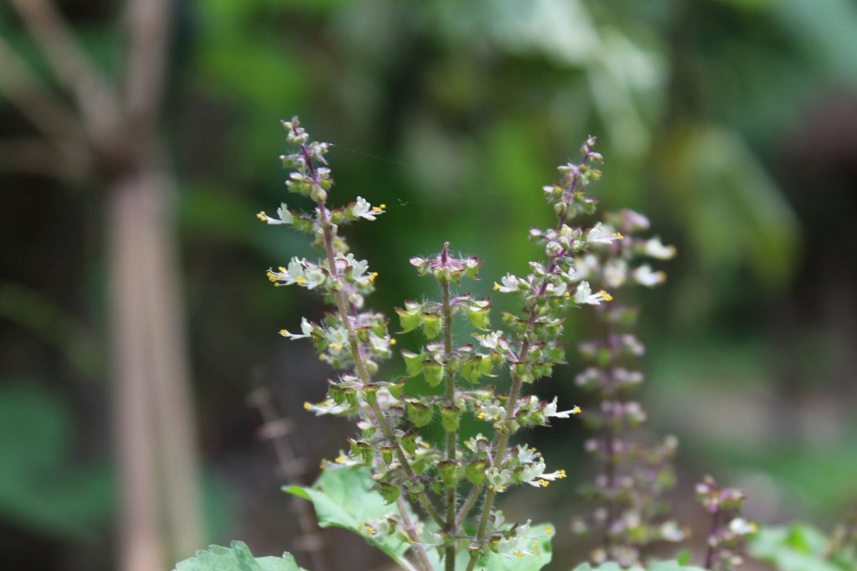 घराच्या मुख्य दारात ठेवा या गोष्टी, लक्ष्मी होते प्रसन्न, धनप्रवेशाचा मार्ग होतो सुकर