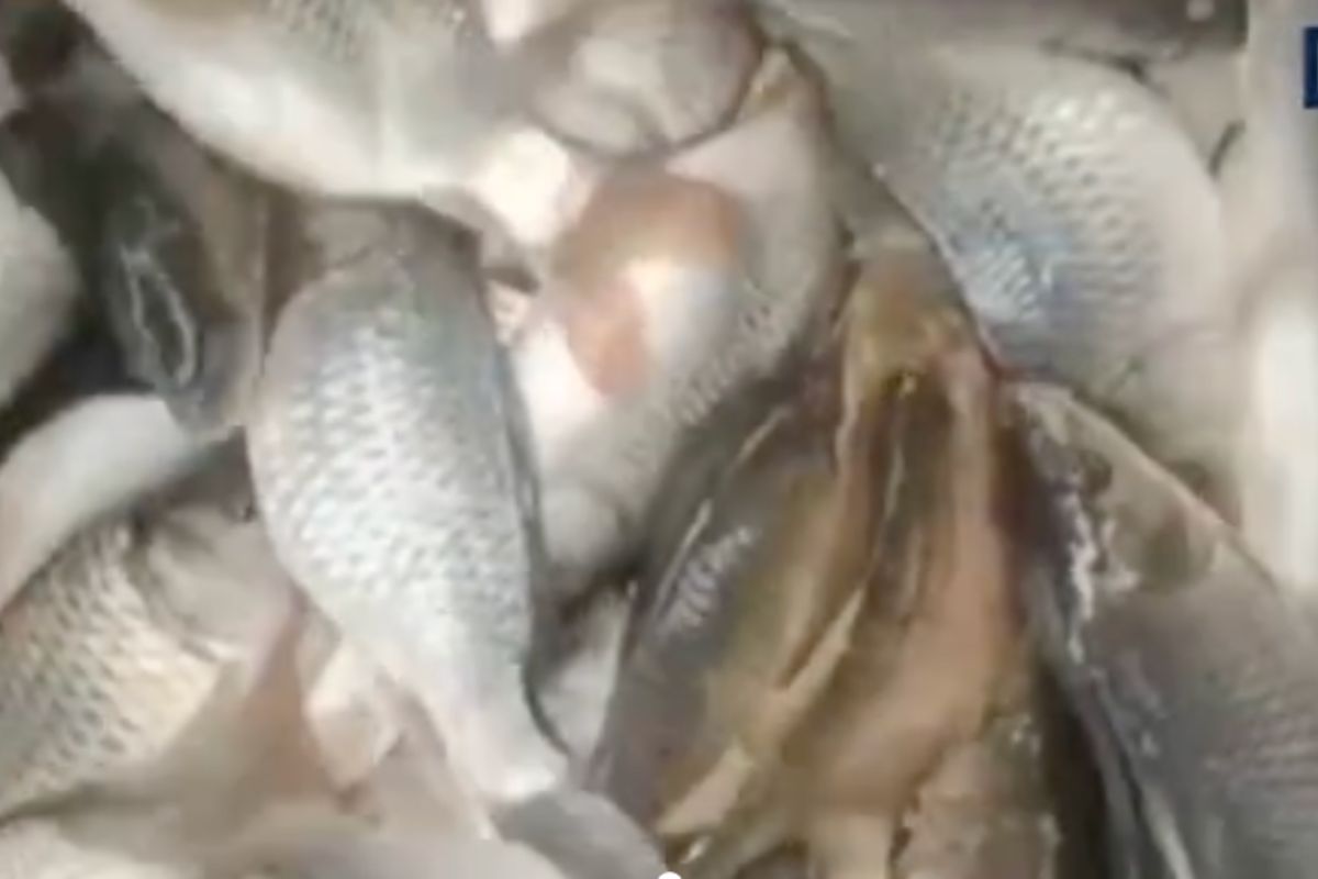 सेवानिवृत्त सैनिकाने सुरू केला मत्स्यपालन व्यवसाय, कमी खर्चात कमवतोय चांगला नफा