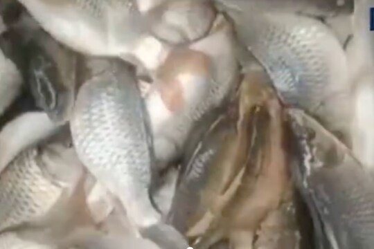 सेवानिवृत्त सैनिकाने सुरू केला मत्स्यपालन व्यवसाय, कमी खर्चात कमवतोय चांगला नफा