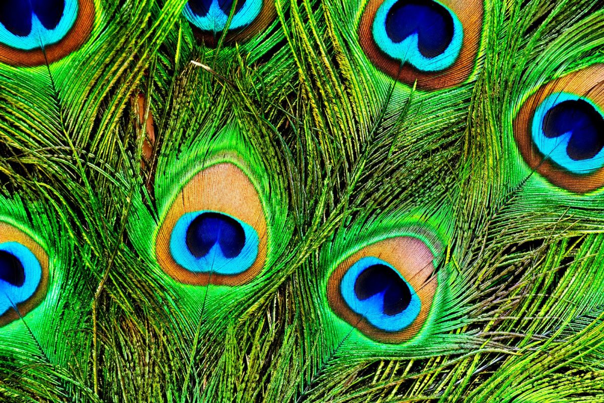 घरातील कलह, वास्तुदोष दूर करण्यासाठी नक्की करा मोरपिसांचे हे उपाय