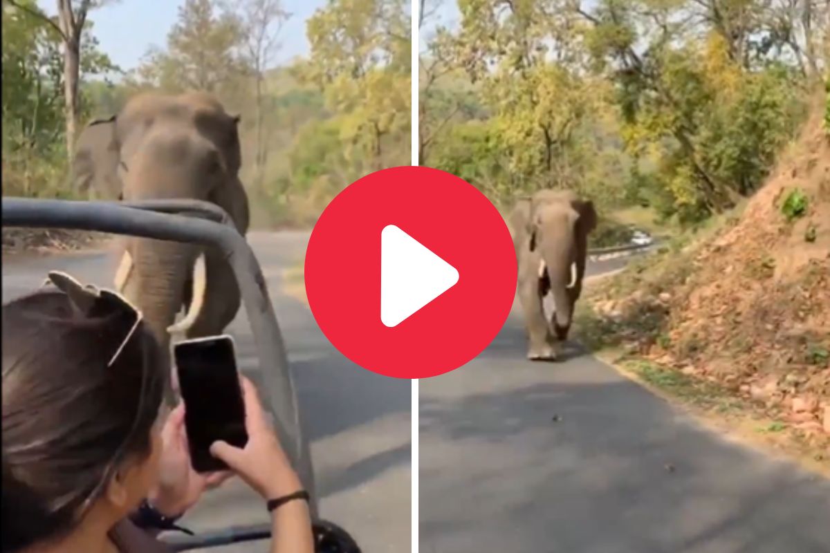 रागावलेल्या हत्तीचा व्हिडीओ