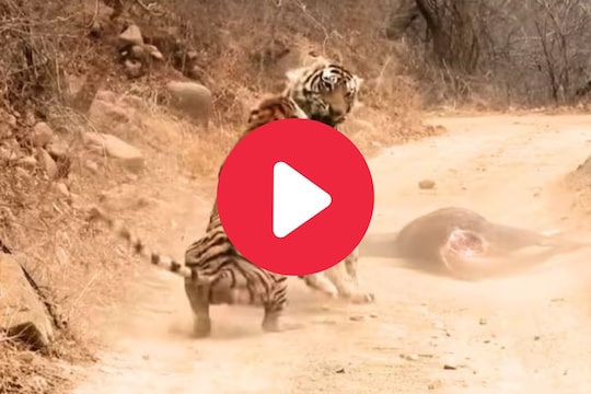 वाघ वाघिणीच्या भांडणाचा व्हिडीओ
