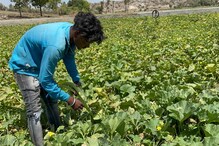 रेंटवर जमीन घेऊन पिकवली शेती, 3 महिन्यात करतोय लाखोंची कमाई