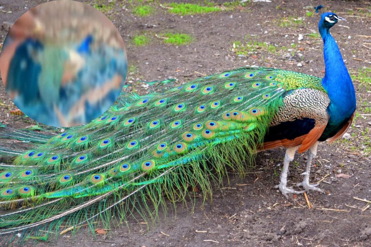 मोरासोबत संतापजनक कृत्य