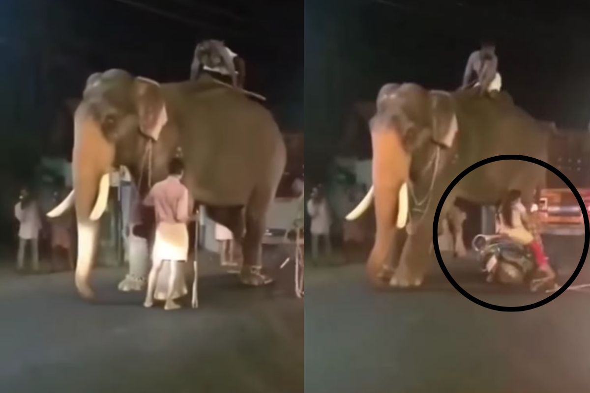 स्कूटी गर्ल हत्तीला धडकली