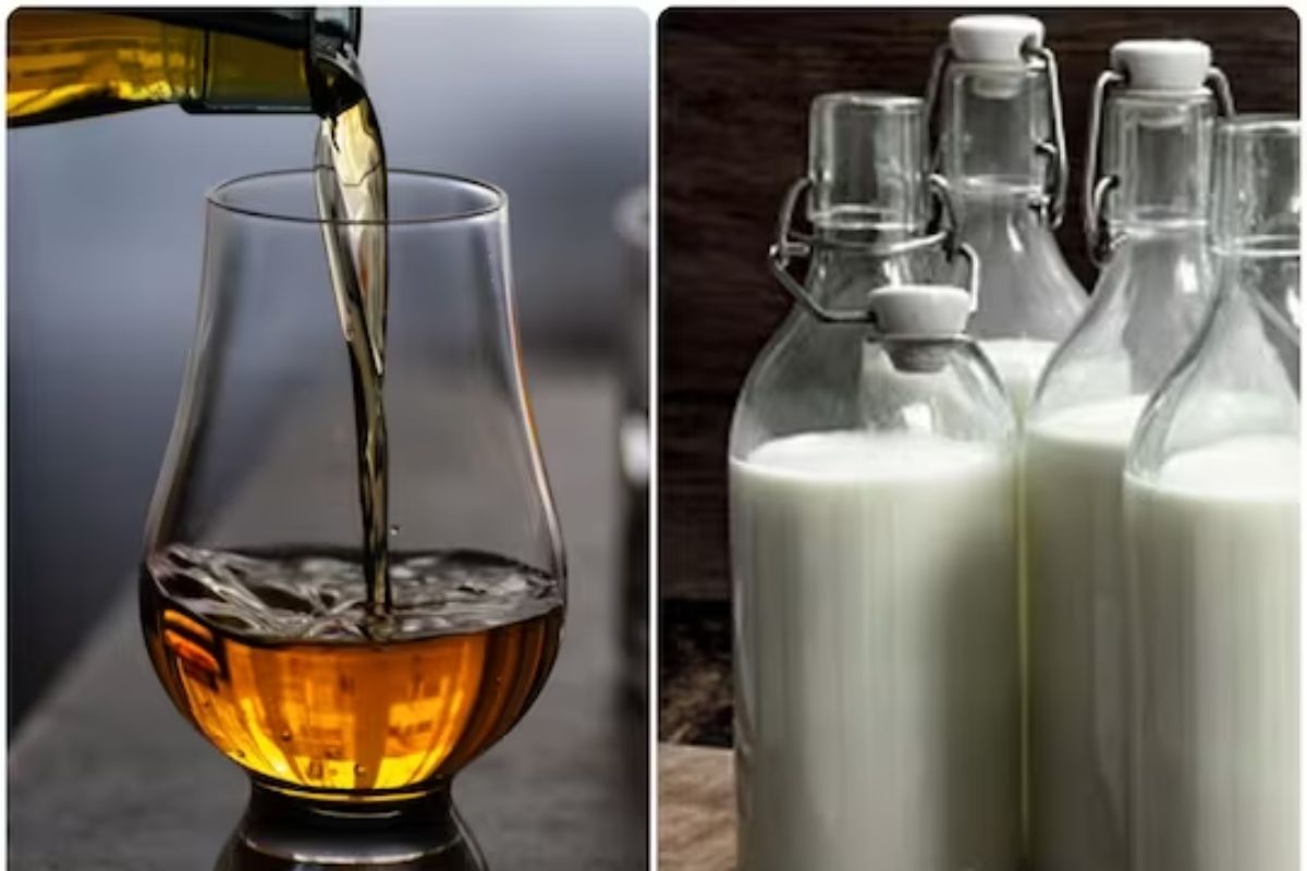 'या' प्राण्याच्या दुधात बिअरपेक्षा जास्त अल्कोहोलचं प्रमाण, प्यायल्यास होऊ शकते नशा