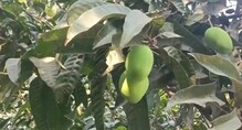 आंबा पिकावर या रोगाचं 'सर्जिकल स्ट्राईक', असा करा बचाव