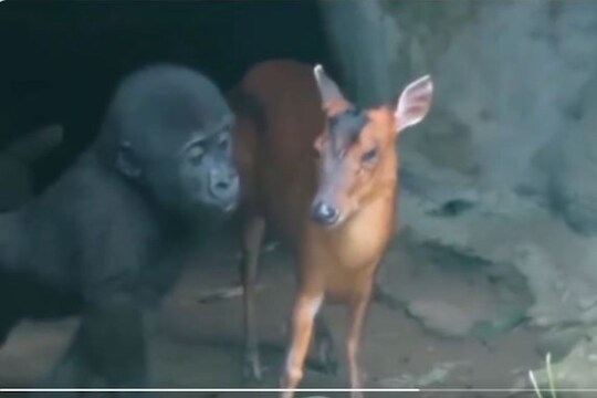 मन जिंकणारा VIDEO 