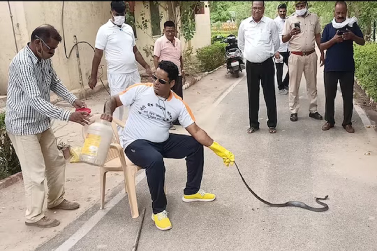 14 वर्षात 2500 विषारी सापांची सुटका करणारा 'स्नेक मॅन'