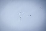 Fun fact : कधी विचार केलाय की पक्षी 'V' आकारातच का उडतात?