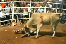 Bull Riding करताना बेशुद्ध होऊन पडला रायडर; भडकलेल्या सांडचा जबर हल्ला, VIDEO