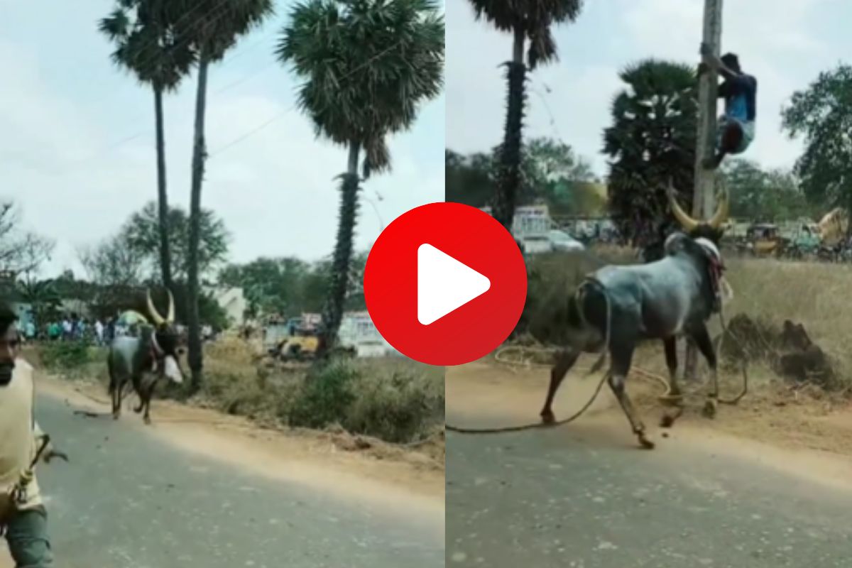 व्हायरल व्हिडीओ