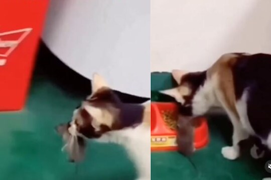 मांजरीने उंदरासोबत केलं थक्क करणारं काम 