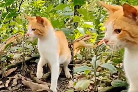 मांजरीचा सापावर हल्ला