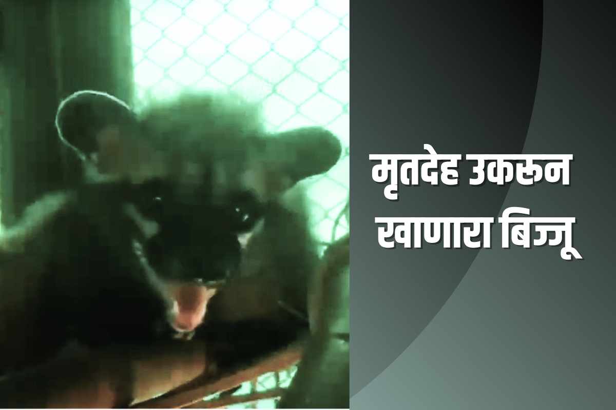 ( बिज्जू हा गुहेसारख्या ठिकाणी राहतो )