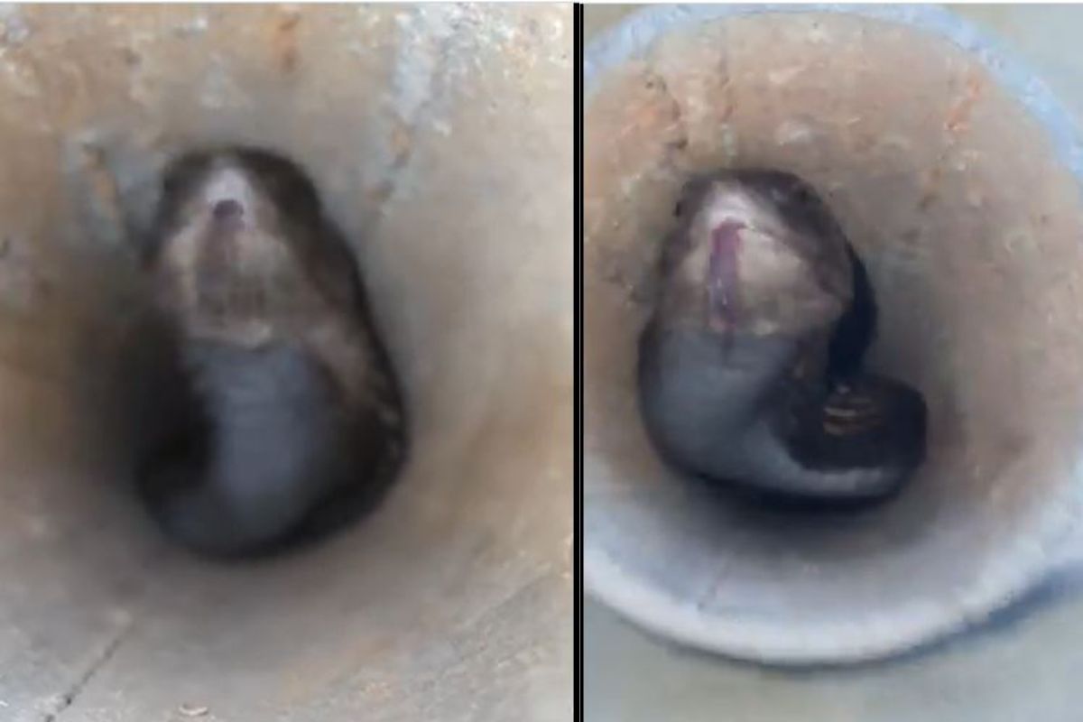 पाईपमध्ये बसलेला मृत्यू