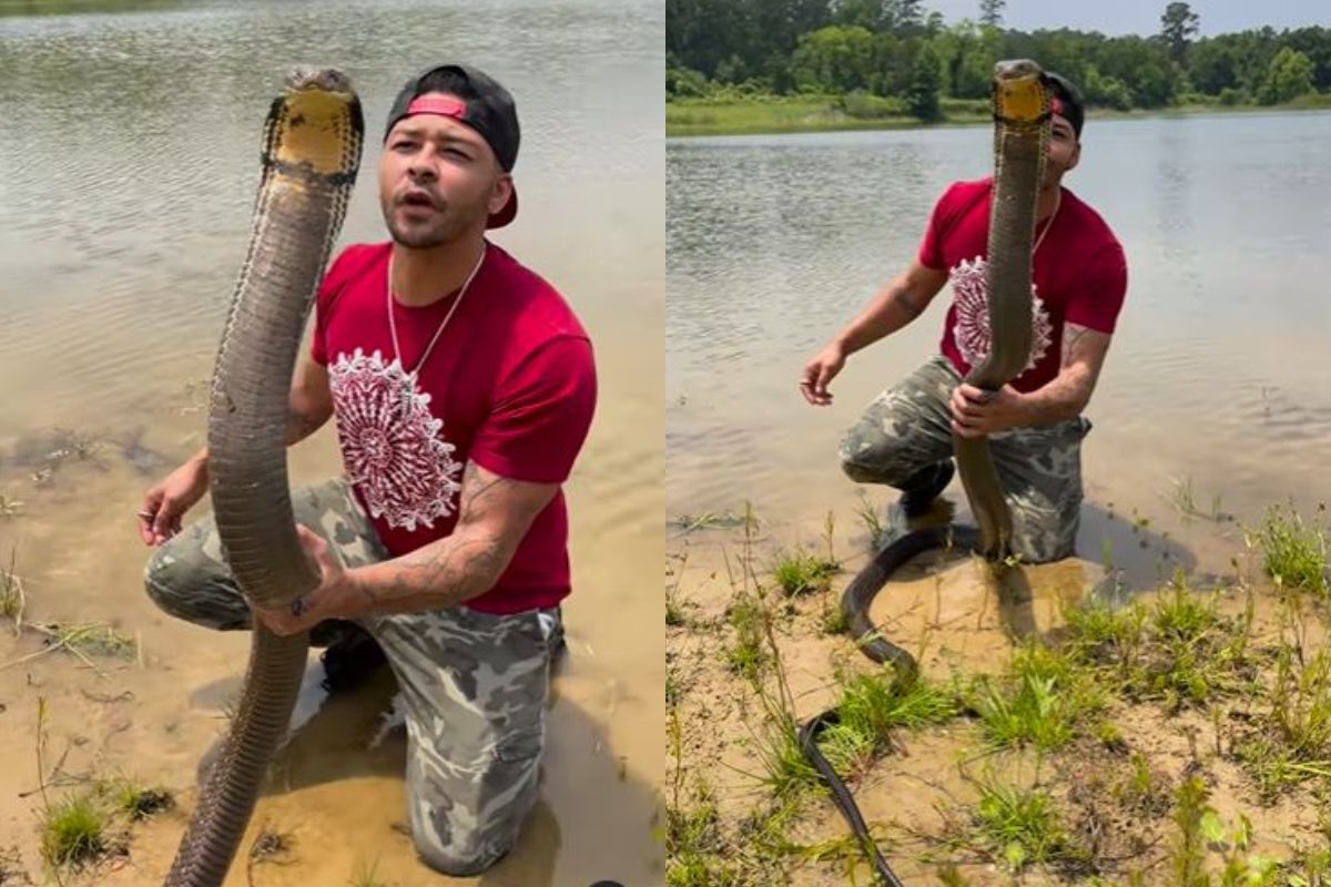 किंग कोब्राला केलं किस