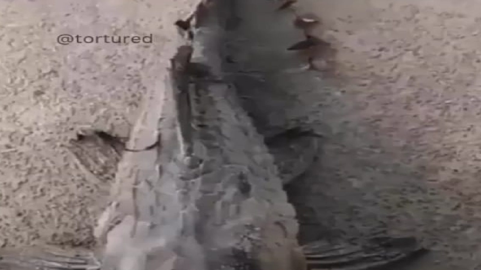 हा काय चमत्कार? सुकून दगड झालेला 'मृत' मासा अचानक जिवंत झाला; पाहा