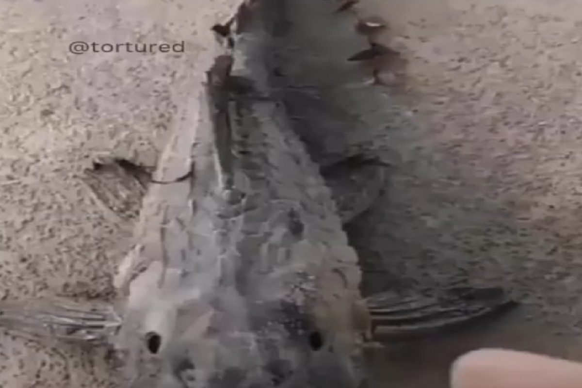 मृत मासा जिवंत.