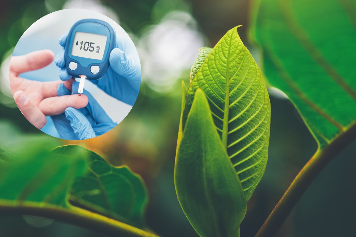 ही पाने चघळल्यास इंसुलिनचे उत्पादन वाढवून रक्तातील साखरेवर नियंत्रण ठेवता येते.