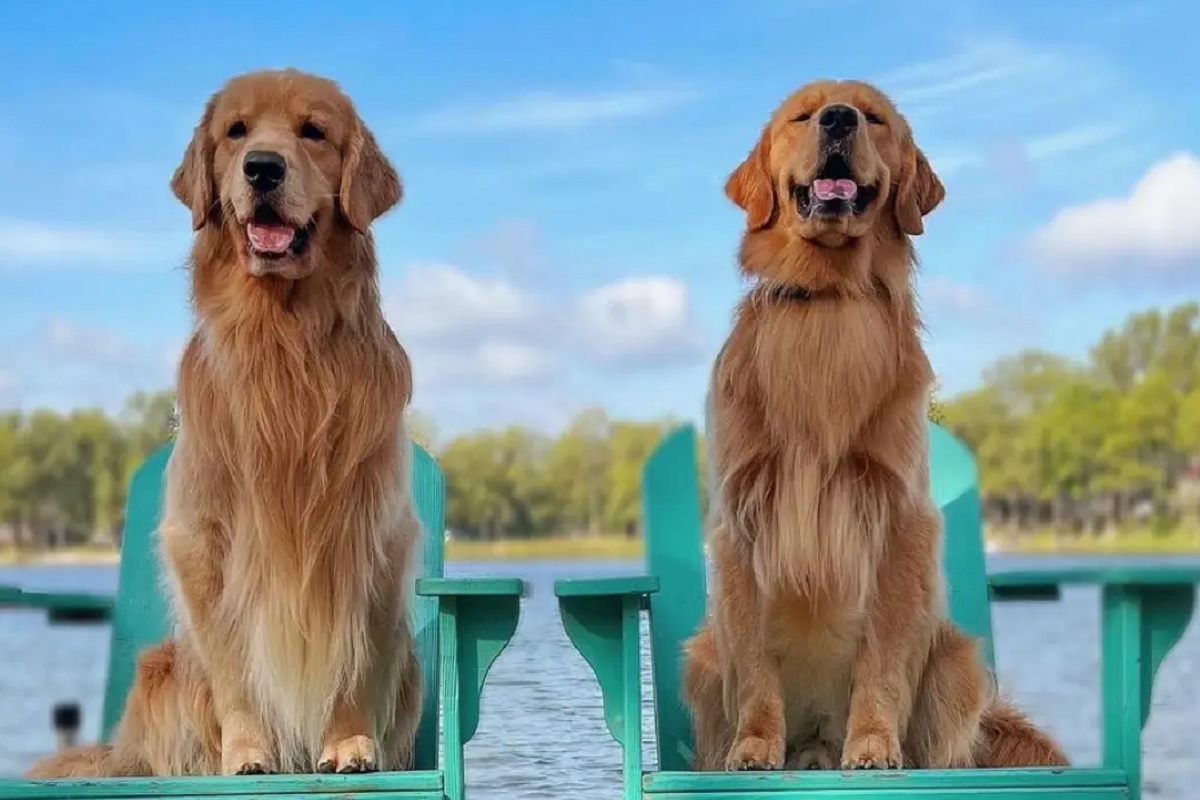 कुत्रा करतो कोट्यवधींची कमाई