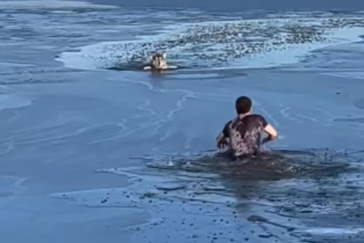 कुत्र्याला वाचवण्याच्या नादात स्वतः मृत्यूच्या दारात पोहोचला