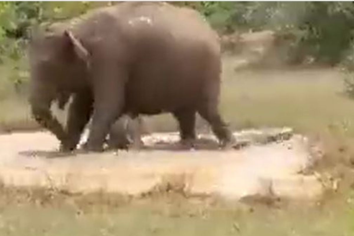 हत्तीण आणि मगरीची लढाई