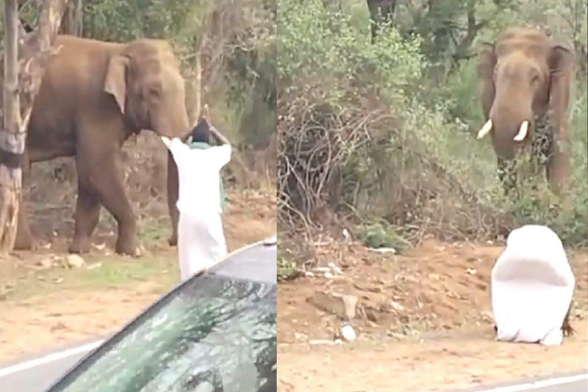 हत्तीसमोर माणूस नतमस्तक