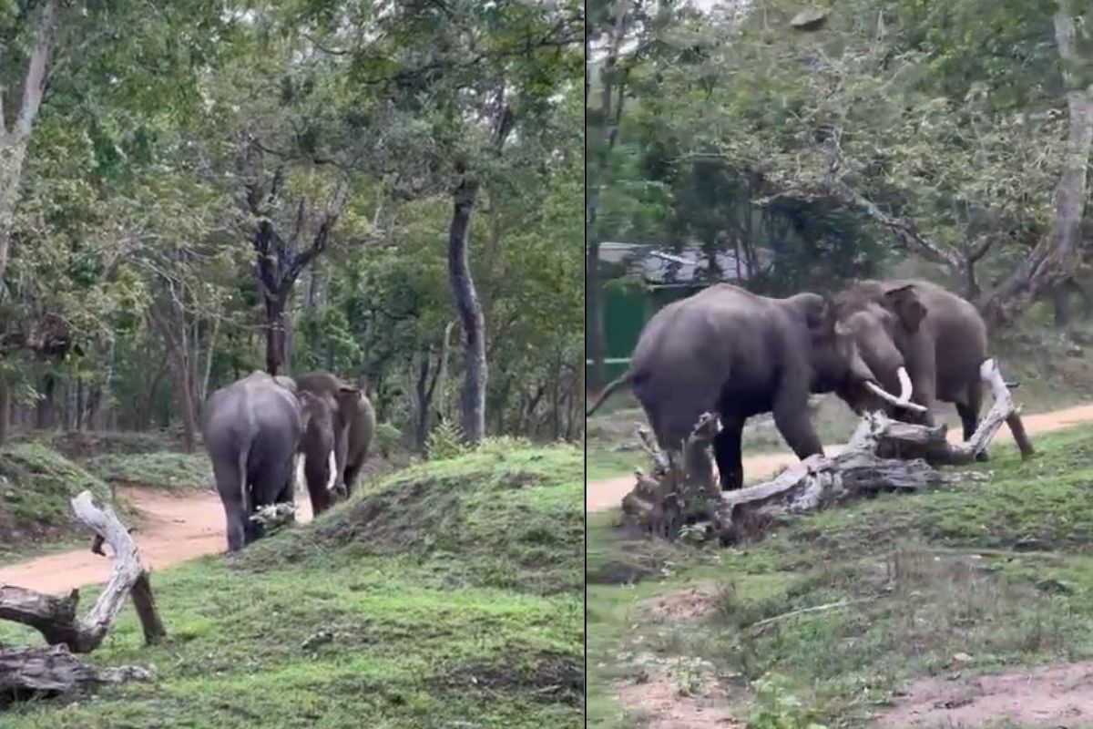 हत्तींच्या लढाईचा व्हिडिओ