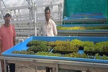याठिकाणी आता हवेत पिकवला जाणार भाजीपाला, इस्रायली तंत्रज्ञानावर आधारित...