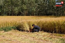 'या' पक्ष्याचे घरटे शेतात आढळल्यास शेतकऱ्यांना मिळणार 10 हजार; सरकारचा निर्णय