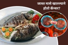 जास्त मासे खाल्ल्याने वाढतो कॅन्सरचा धोका? हार्वर्ड मेडिकलने दिली अधिक माहिती