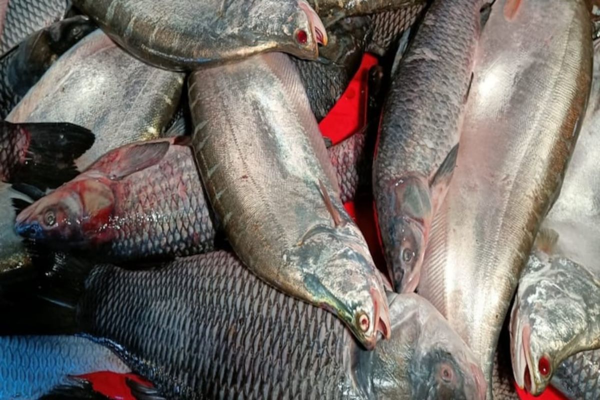 फाईल फोटो