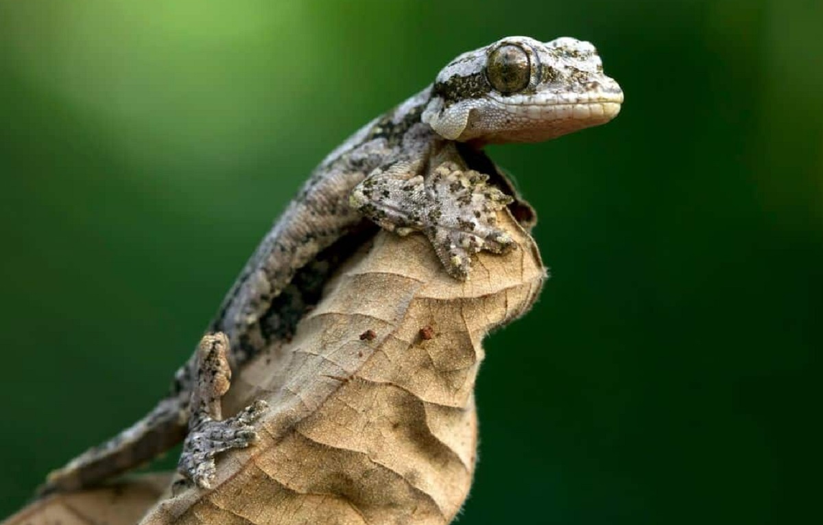 मिझोराममध्ये आहे उडत्या पालीची नवी जात, जाणून घ्या वैशिष्ट्ये