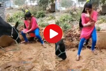 रिल्स करणाऱ्या महिलेला म्हशीने शिकवला धडा, अशी धडक दिली की... पाहा Viral Video