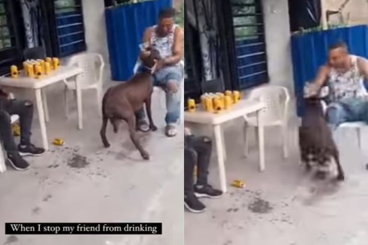 अरेच्चा! दारू न दिल्याने भडकली बकरी, व्यक्तीवर केला जबर हल्ला, VIDEO पाहून व्हाल शॉक