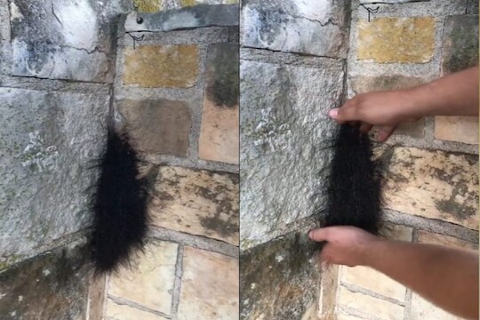 भिंतीतून केस