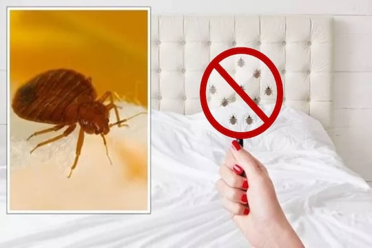 घरातील ढेकणांमुळे आहात त्रस्त? मग हे घरगुती उपाय नक्की करून पाहा 