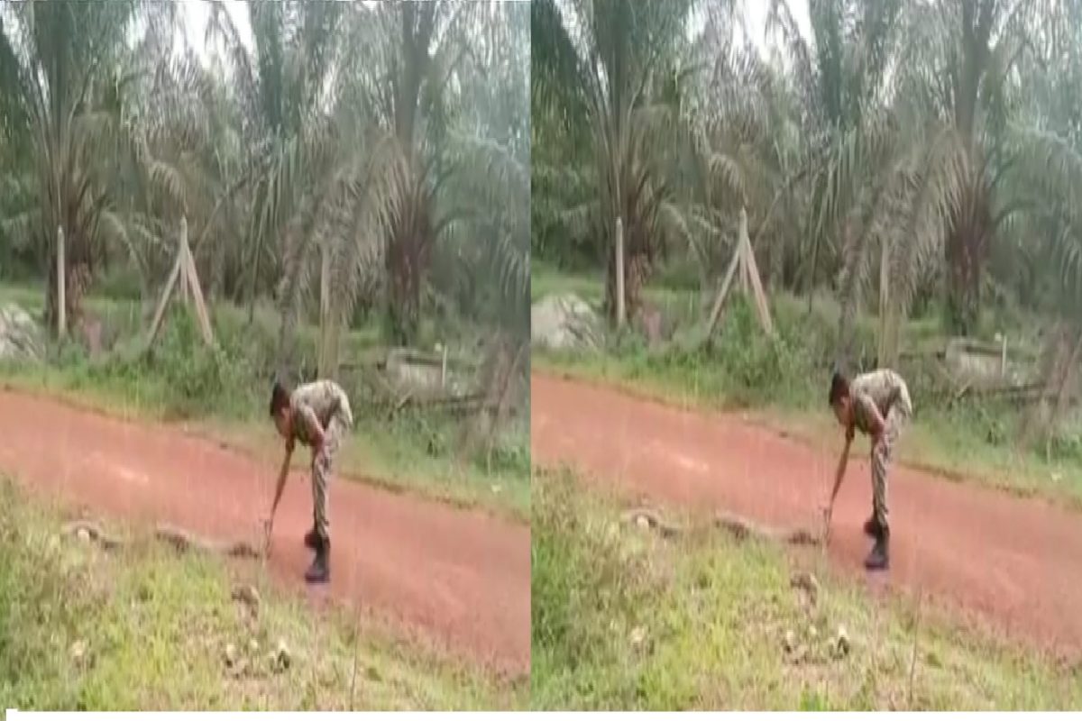 जवानासमोर सापाने मानली हार