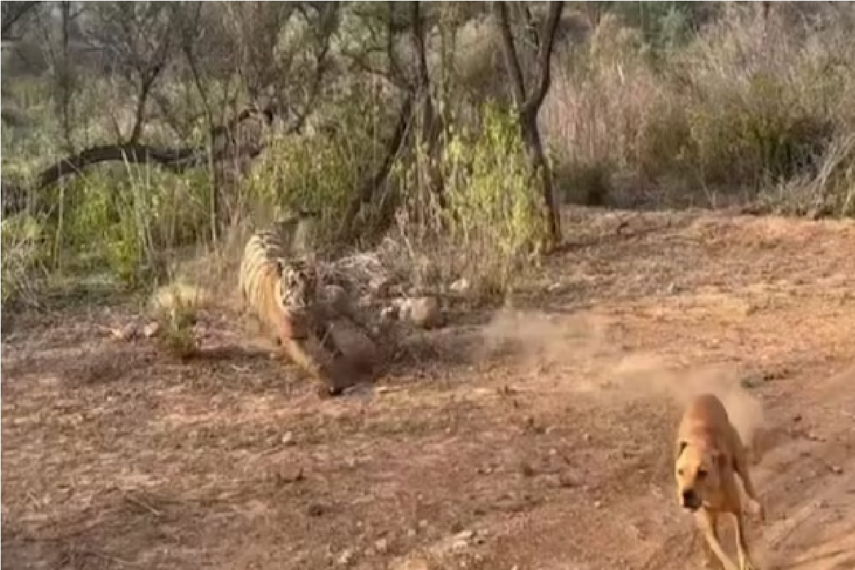 जंगल सफारीत मग्न होते पर्यटक, तेवढ्यात वाघिणीने जे केलं ते पाहून अंगावर उभा राहील काटा