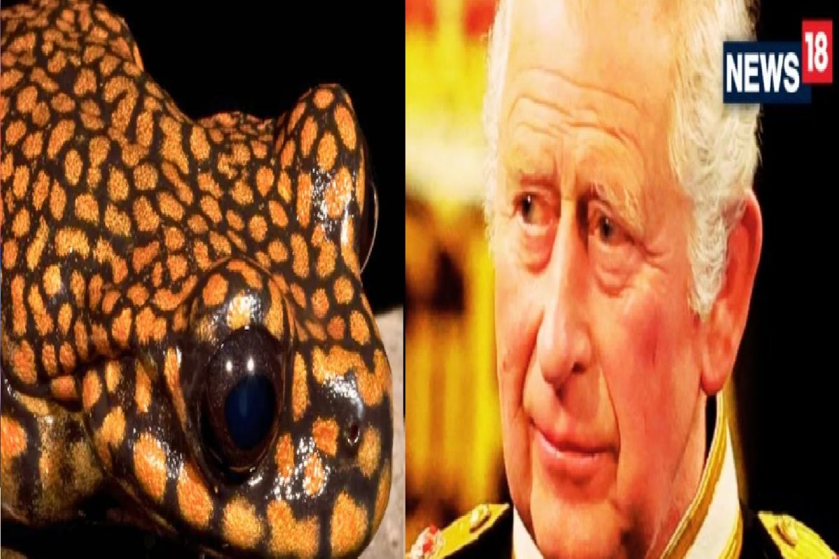 किंग चार्ल्स आणि बेडकाचा काय संबंध?