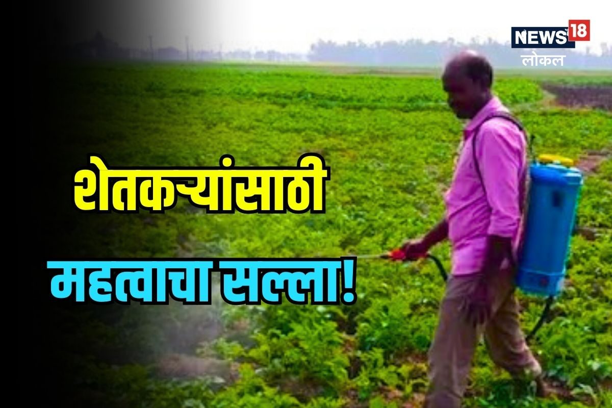 बदलत्या हवामानात 'या' पद्धतीनं घ्या पिकांची काळजी! पाहा कृषी विभागाचा सल्ला Video