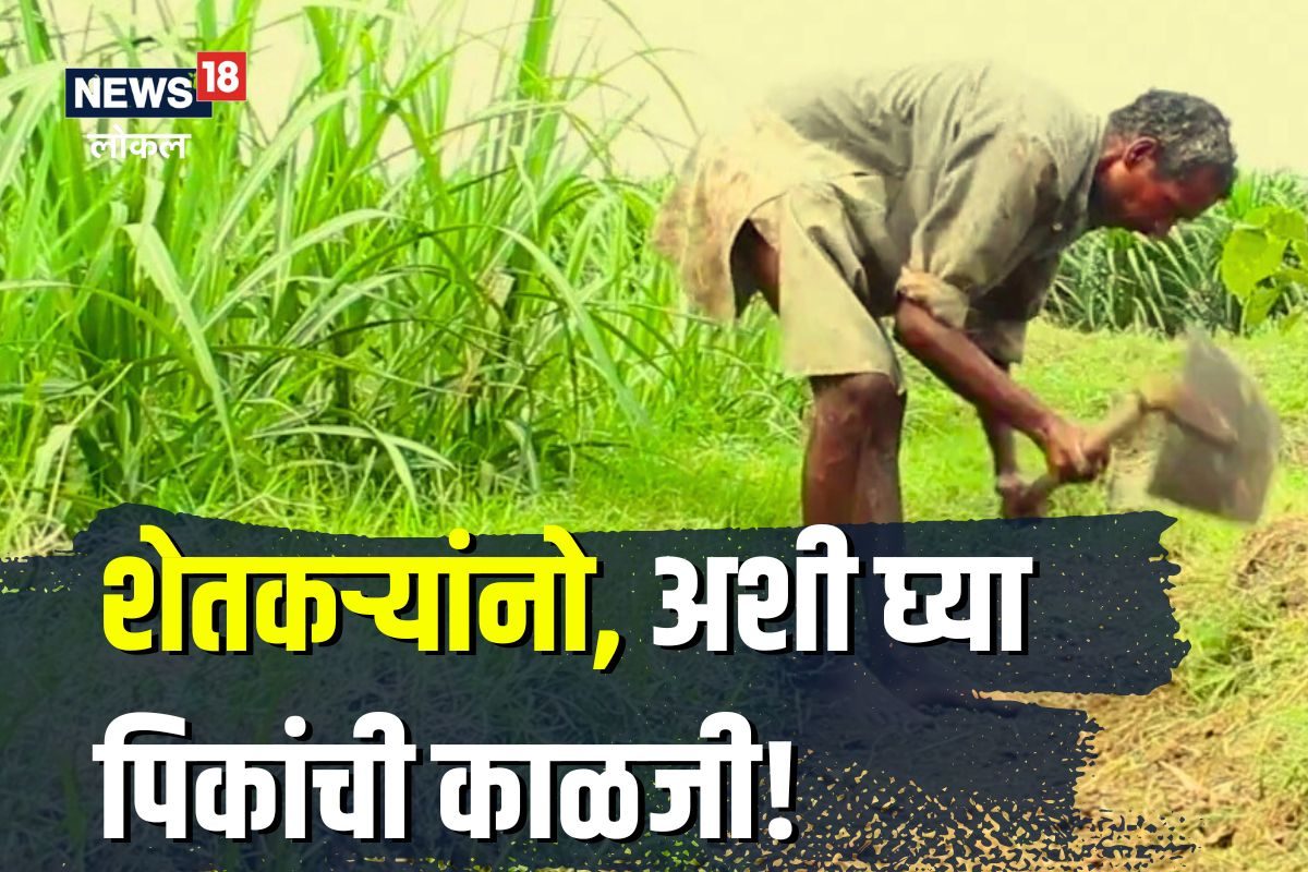 कडक उन्हात पिकं जातील सुकून, काय करावं? हे आहे तुमच्या प्रश्नाचं उत्तर