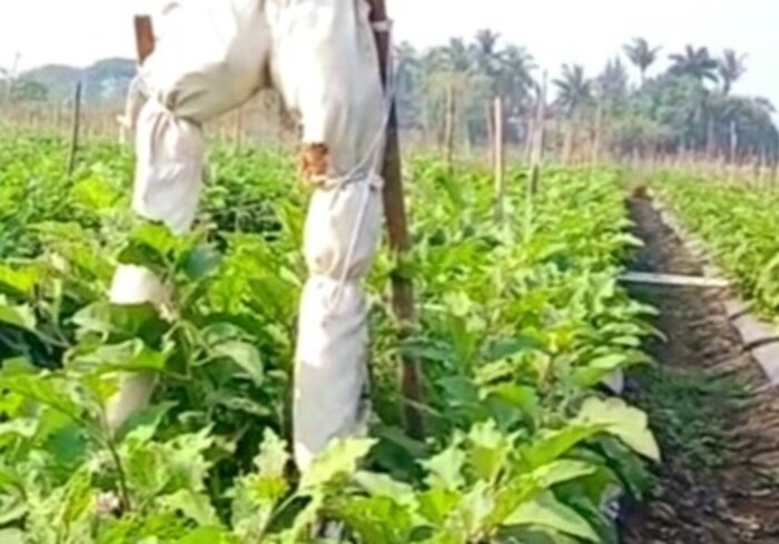 या पिकाला साधारण 70 व्या दिवसापासूनच फळे येण्यास सुरुवात होते. तर पुढे 3 ते 4 महिने सरासरी तब्बल 40 टन गॅलन वांग्याचे उत्पन्न सुदर्शन काढतात. त्याचबरोबर बाजारपेठेत या गॅलन वांग्याला दरही चांगला मिळतो. 
