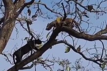 जेव्हा बिबट्या आणि ब्लॅक पँथर आमनेसामने येतात; कोणी जिंकला डाव? पाहा Video