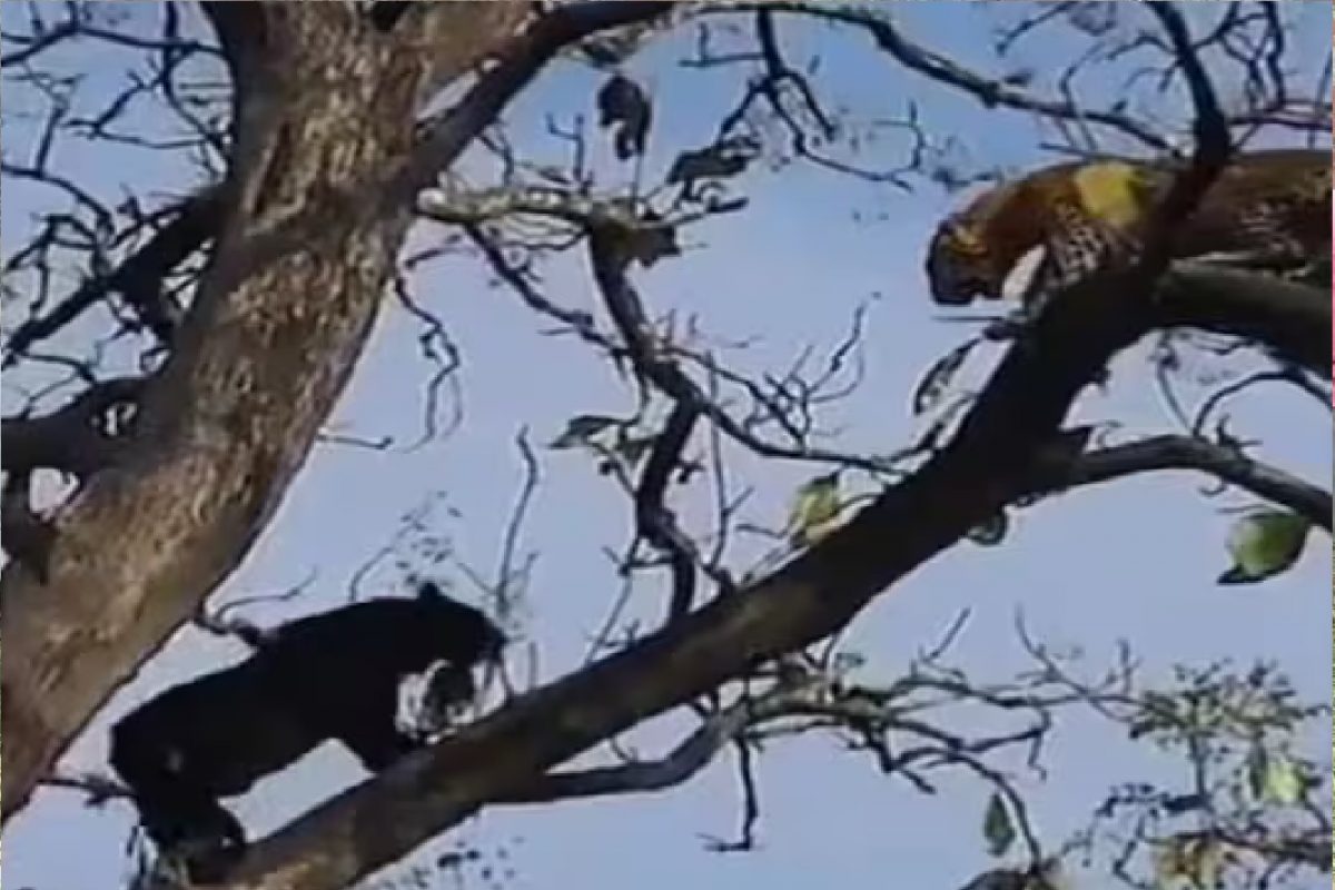 बिबट्या आणि ब्लॅक पँथरची लढाई.